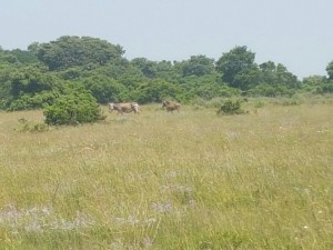 IMG-20161217-WA0002  